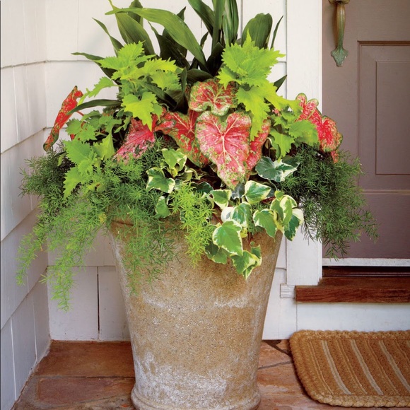 Meet your Posher, Traci - Picture 1 of 1